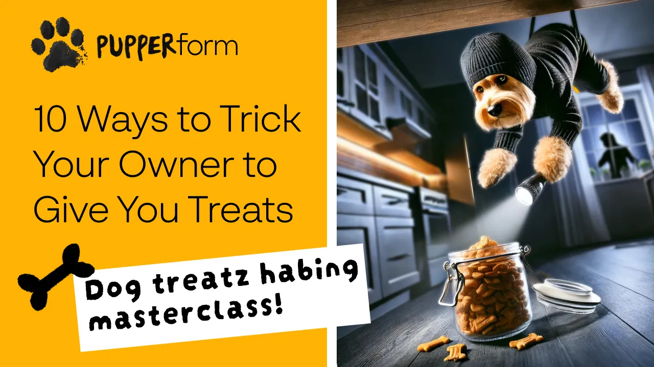 10 Ways to Trick Your Owner to Give You Treats