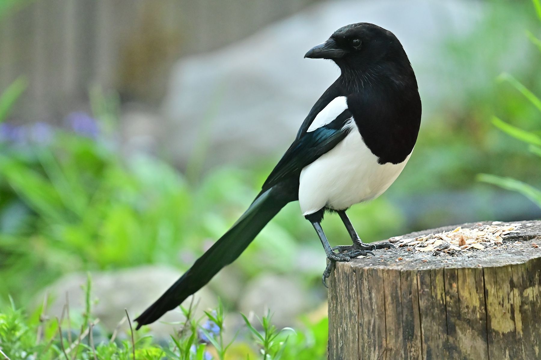 School Children Today Can t Identify These 7 Common British Species 